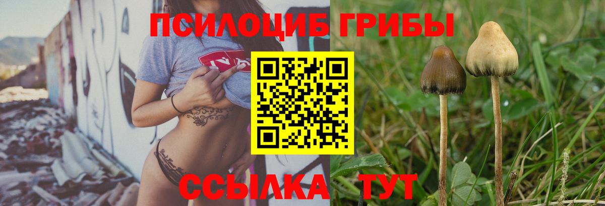 Галлюциногенные грибы Psilocybe  Галлюциногенные грибы прущие грибы  Сочи  Вход с VPN 
